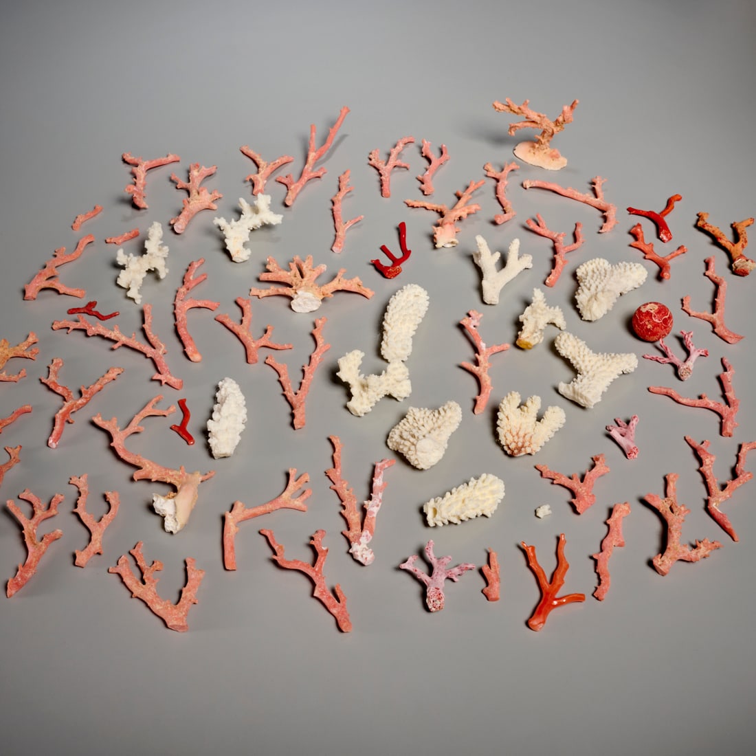 Coral specimen collection (1 of 6)