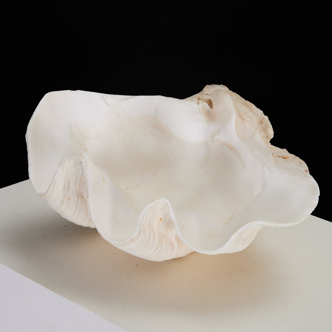 Tridacna Gigas, natural giant clam shell specimen (1 of 4)