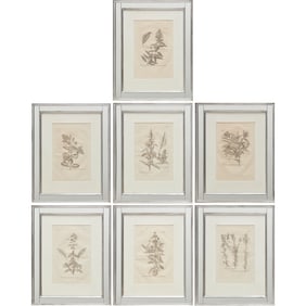 Johann Dillenius, (7) botanical engravings, 1732