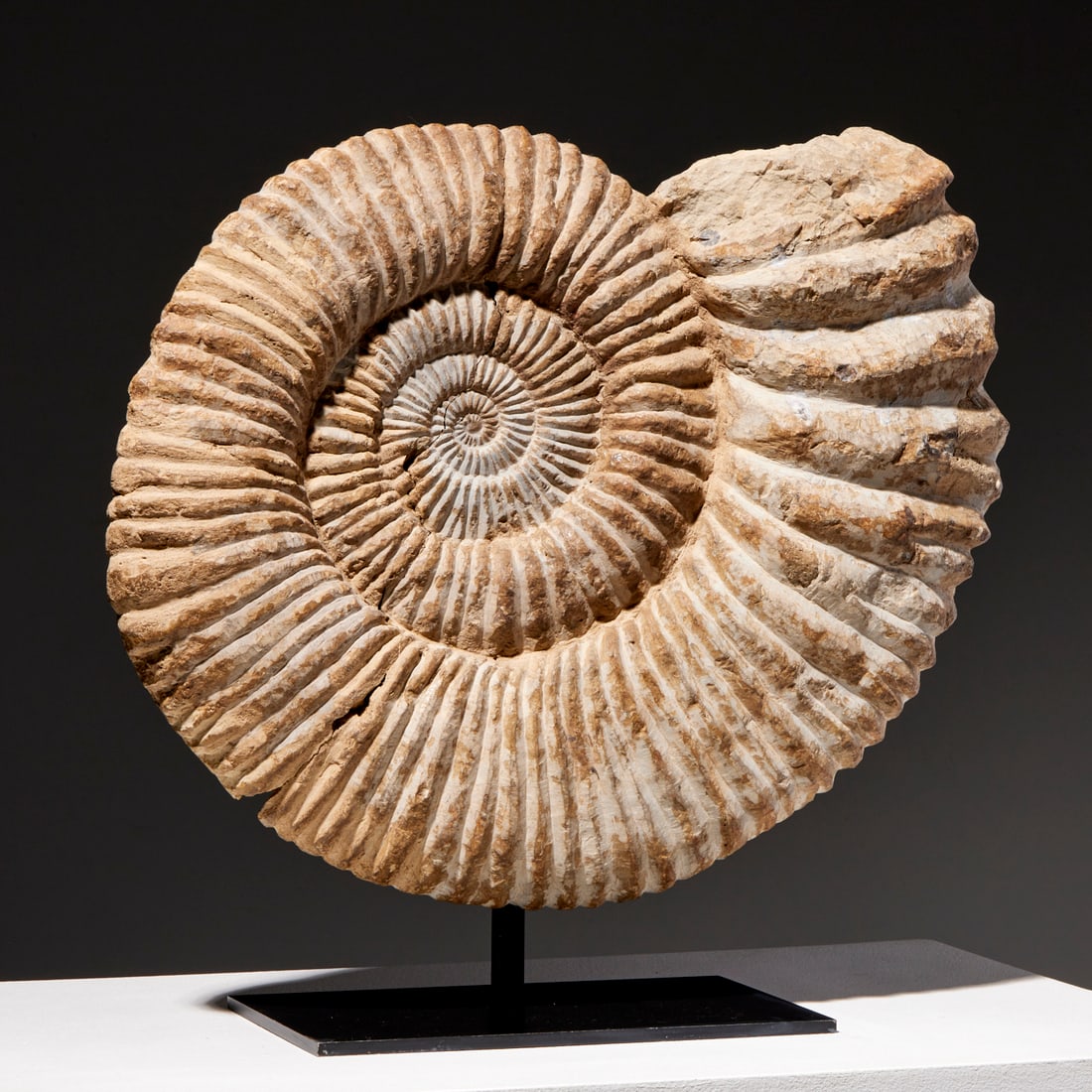 Large Ammonite fossil specimen (1 of 6)