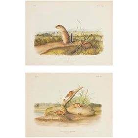 After J. W. Audubon, (2) hand-colored lithographs
