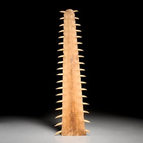 Sawfish bill rostrum