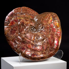 Large ammonite fossil specimen, ex Phillips