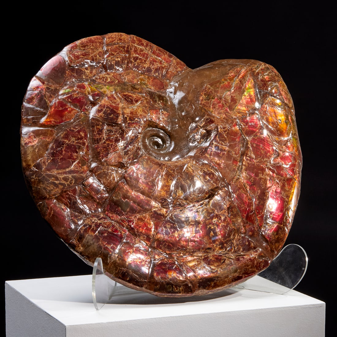 Large ammonite fossil specimen, ex Phillips (1 of 8)