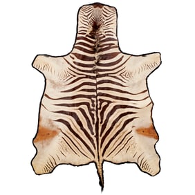 Vintage zebra skin rug