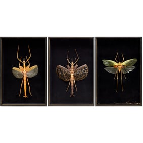 (3) Mounted giant insect specimens