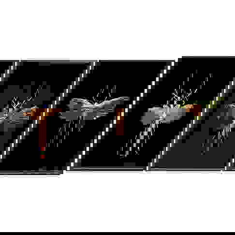 (3) Mounted Giant Insect Specimens - Jun 12, 2025 | Millea Bros Ltd In Nj