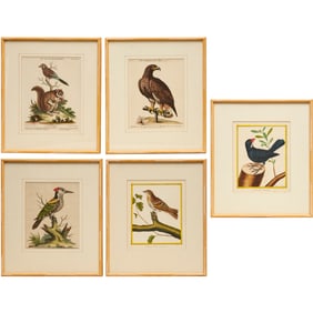 Group (5) Ornithological colored engravings