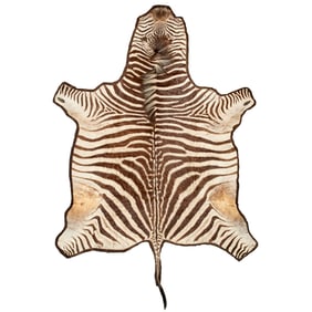 Vintage zebra skin rug