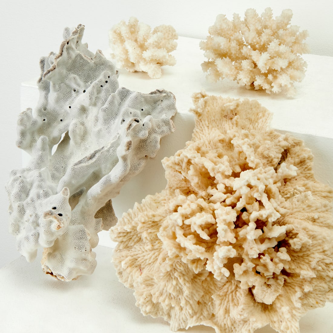 Group (4) natural coral specimens (1 of 6)