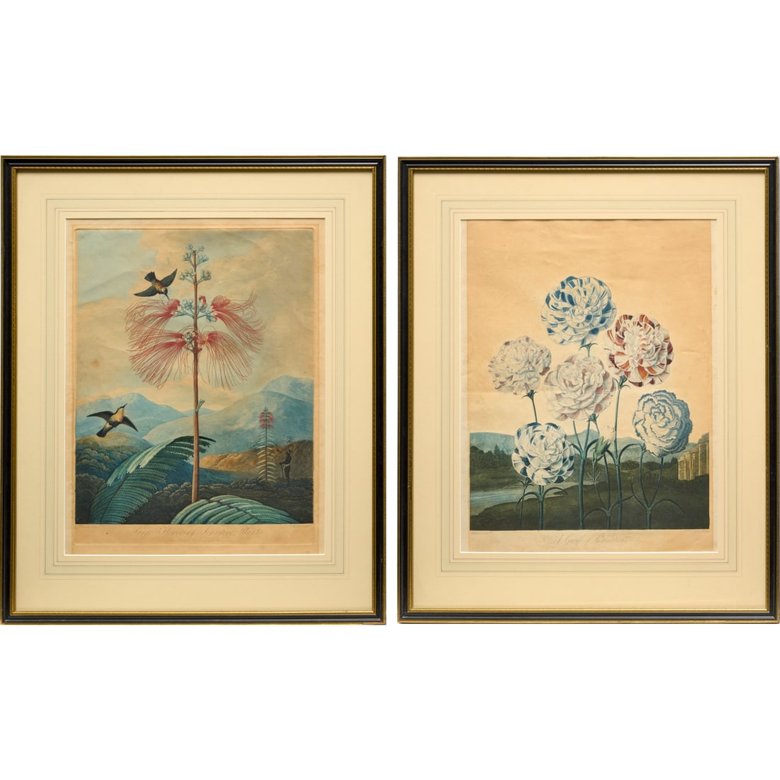 Dr. Robert John Thornton, (2) botanical engravings (1 of 8)