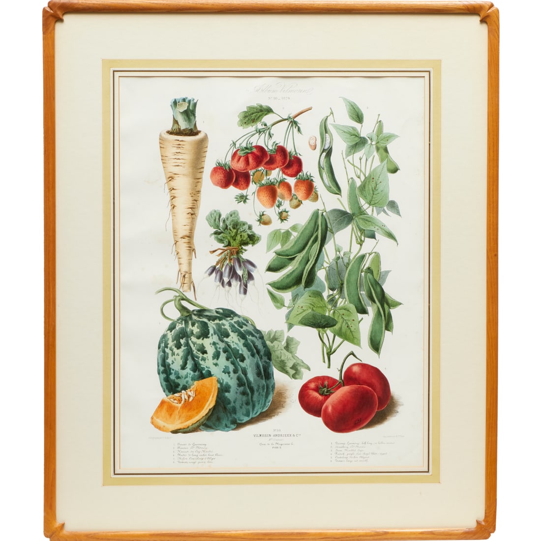 Album Vilmorin, color lithograph, 1879: Album Vilmorin, color lithograph, 1879, Vilmorin-Andrieux & Cie, Paris, plate No. 30, lithography by E. Godard, printed by Lemercier & Cie, matted and framed under glass, 24.25"h x 18.75"w (sight), 33