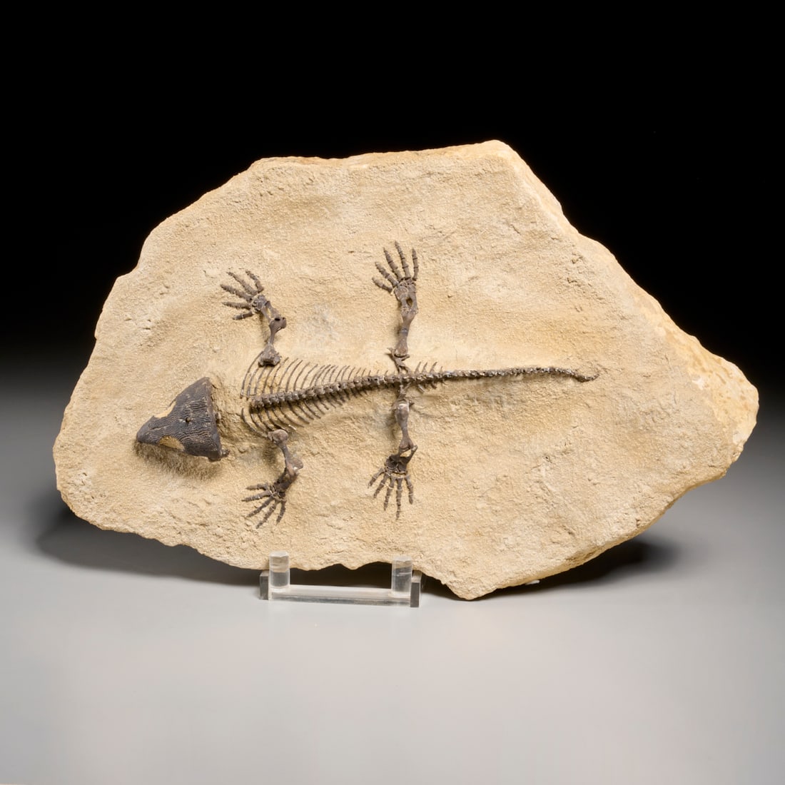 Permian reptile Captorhinus Aguti fossil skeleton: Permian reptile Captorhinus Aguti fossil skeleton, Permian period (approx. 280 million years ago), reconstructed skeleton from loose matrix found in Lawton, Oklahoma, incl. scan of original receipt up