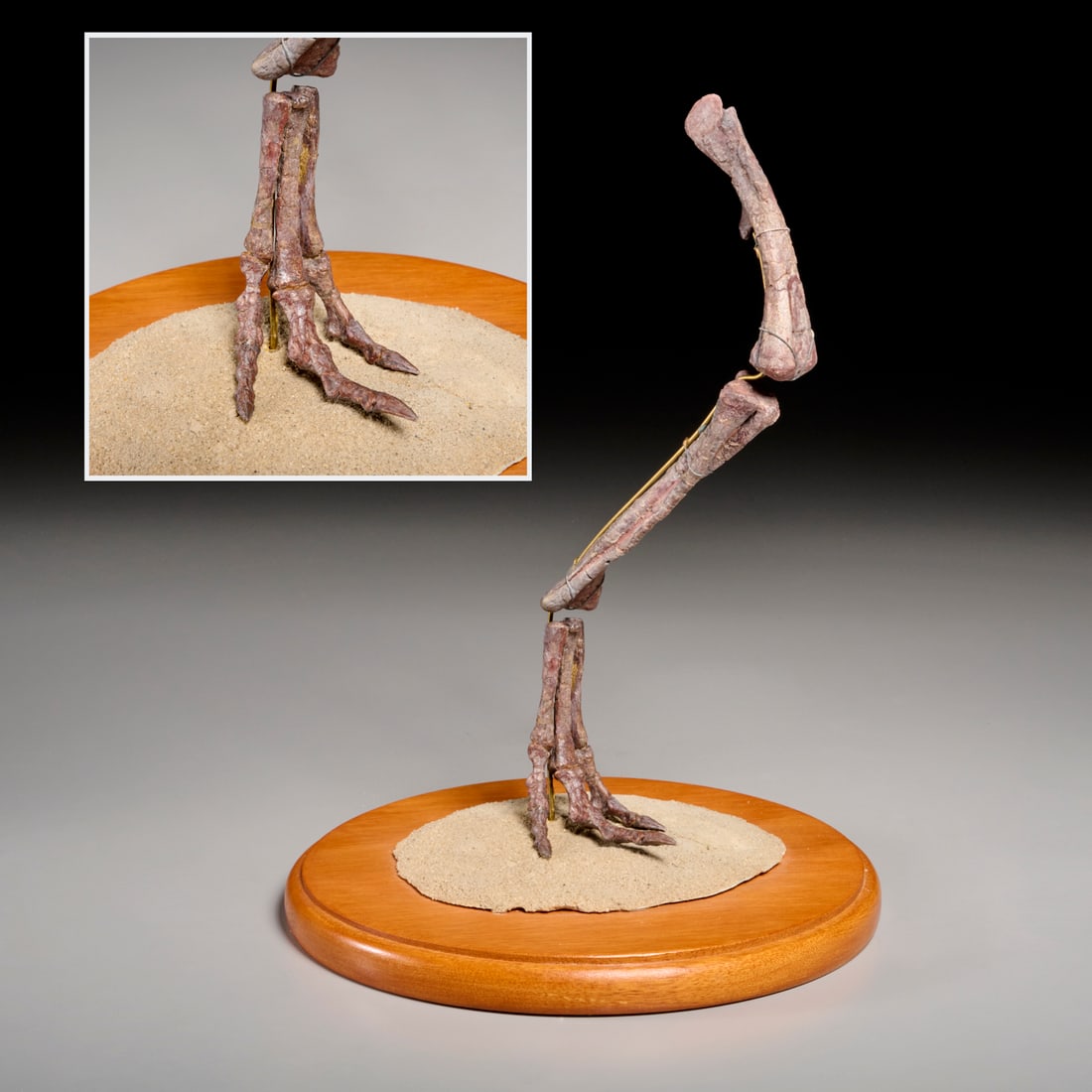 Dryosaurus fossilized leg: Dryosaurus fossilized leg, Jurassic Period, fossilized leg on custom base, partially complete, incl. femur, tibia, metatarsals, and claws, on custom pine and mortar display, incl. scan of original rec