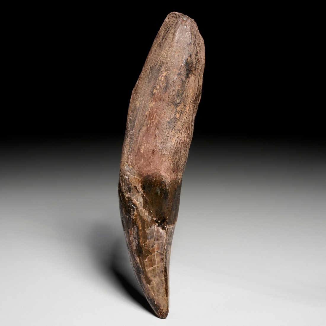 Tyrannosaurus Rex tooth (1 of 6)