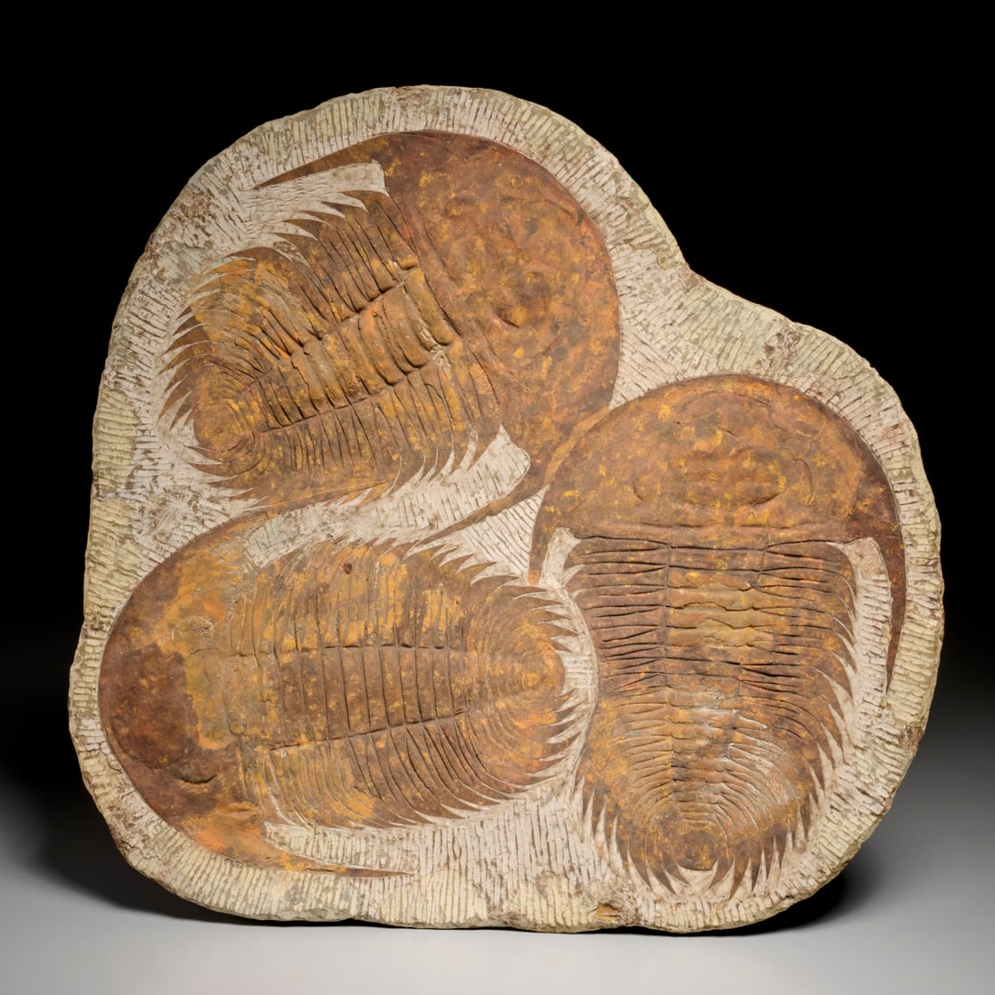 Paradoxides Trilobite fossil plate: Paradoxides Trilobite fossil plate, Lower Cambrian Period, Atlas Mountain range, North Africa, with three trilobites, incl. scan of original receipt upon sale, 0.5"h x 25"h x 24"w (total) Provenance: 