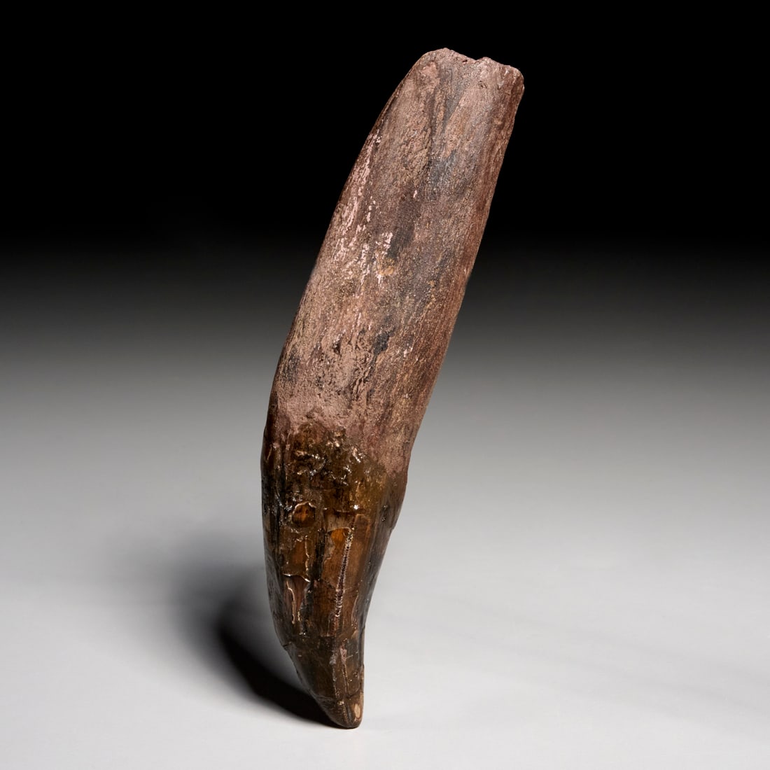 Tyrannosaurus Rex tooth (1 of 6)