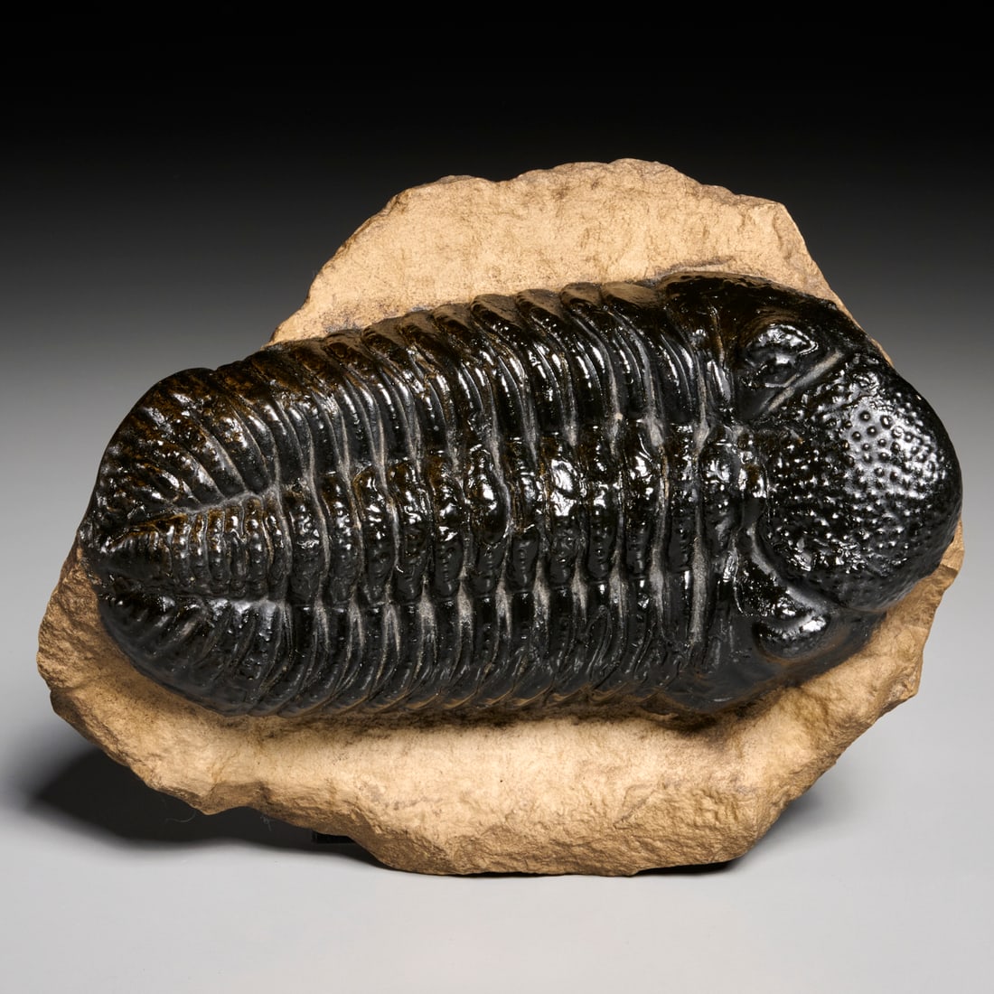 Trilobite specimen: Trilobite specimen, Paleozoic era, likely in original matrix, with felt lining, incl. scan of original receipt upon sale, 7"l x 5"w x 2"h Provenance: Property from a Prominent NYC Family Foundation;