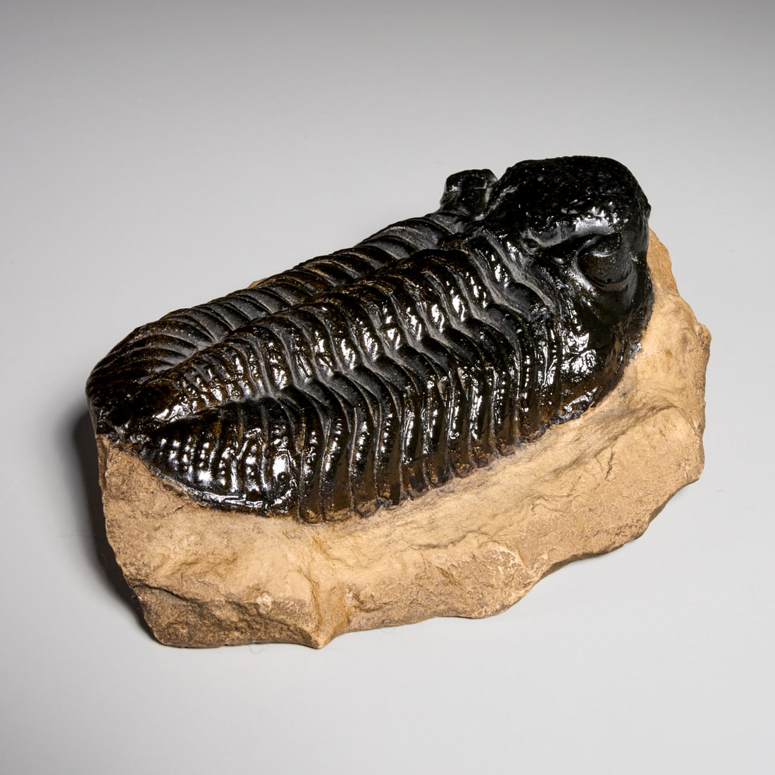 Trilobite specimen - 2