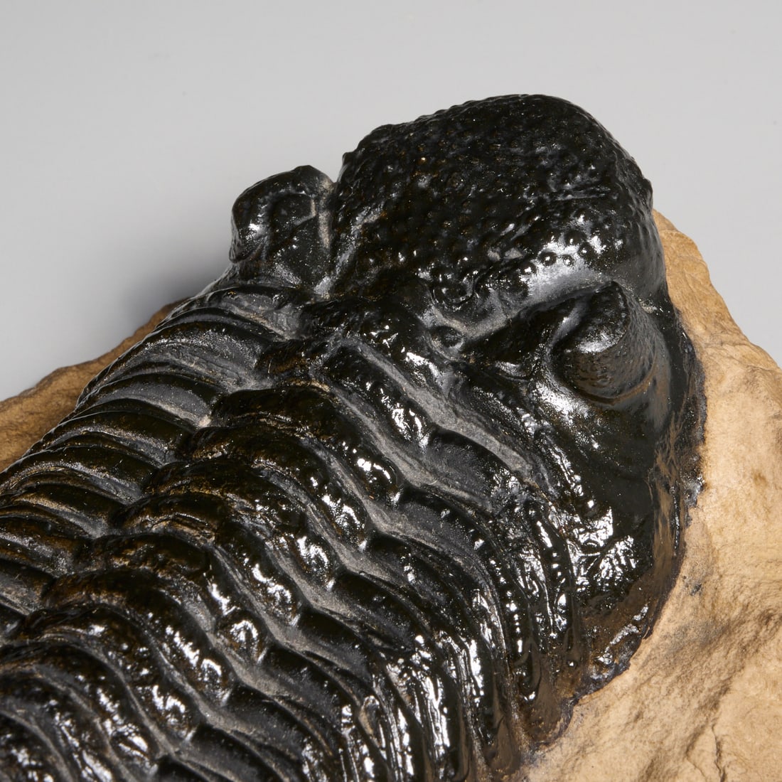 Trilobite specimen - 3