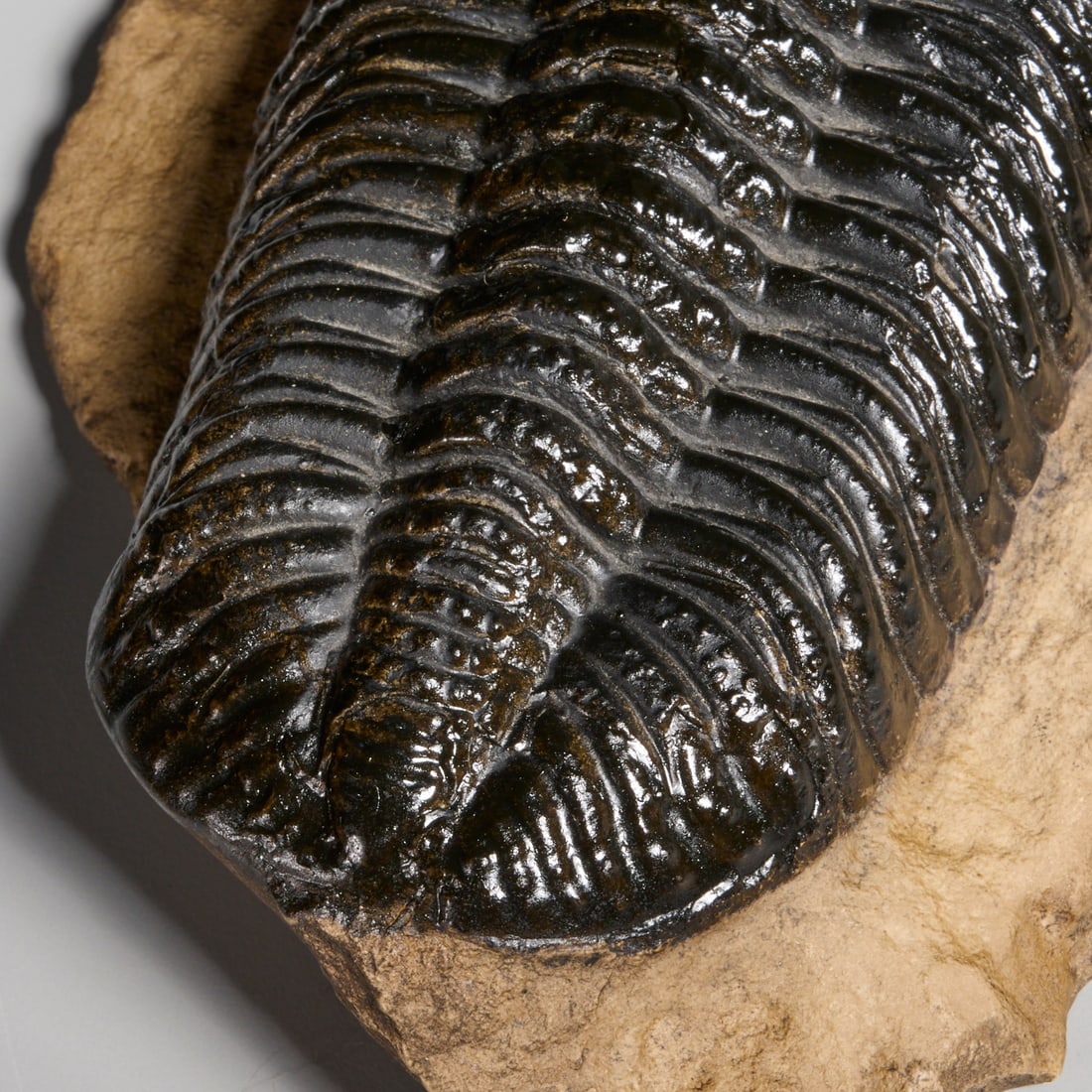 Trilobite specimen - 4