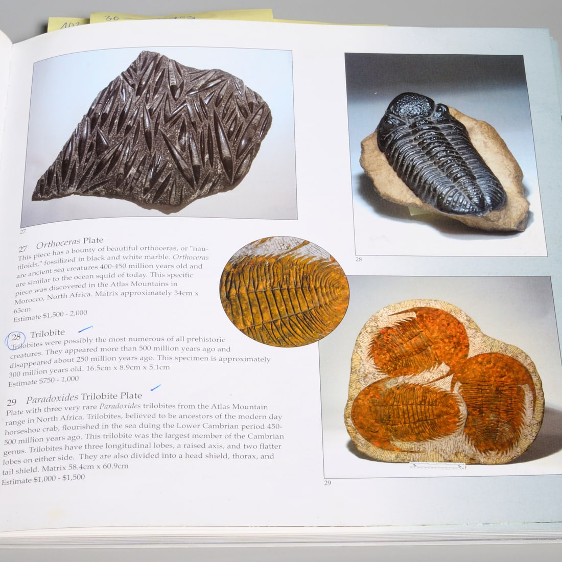 Trilobite specimen - 7