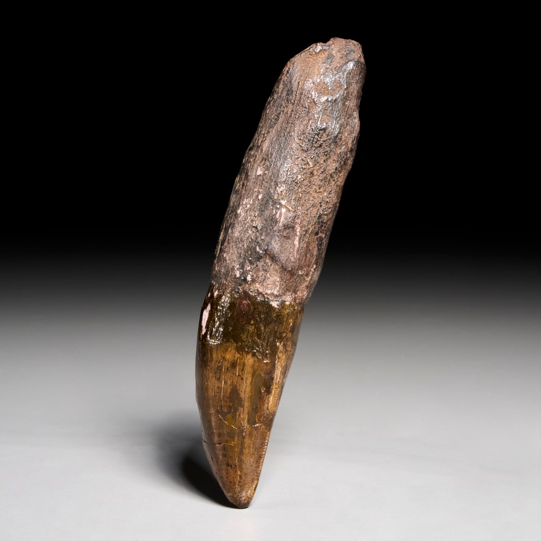 Tyrannosaurus Rex tooth: Tyrannosaurus Rex tooth, Late Cretaceous/Paleocene period, found in Montana, tooth with reconstructed root, incl. scan of original receipt upon sale, 4.75"h x 1.25"w Provenance: Property from a Promin