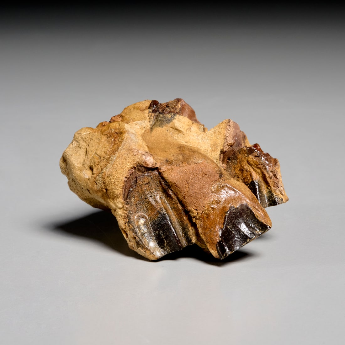 Triceratops tooth fragment: Triceratops tooth fragment, Cretaceous period, possibly in original matrix, incl. scan of original receipt upon sale, 2.5"l x 1.5"w x 2"d Provenance: Property from a Prominent NYC Family Foundation;