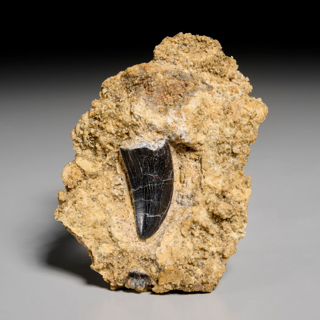 Allosaurus tooth in original matrix: Allosaurus tooth in original matrix, Jurassic period, from San Juan County, Utah, incl. scan of original receipt upon sale, 1.25"l x 0.75"w (tooth), 2.75"l x 3.25"w (total) Provenance: Property from a