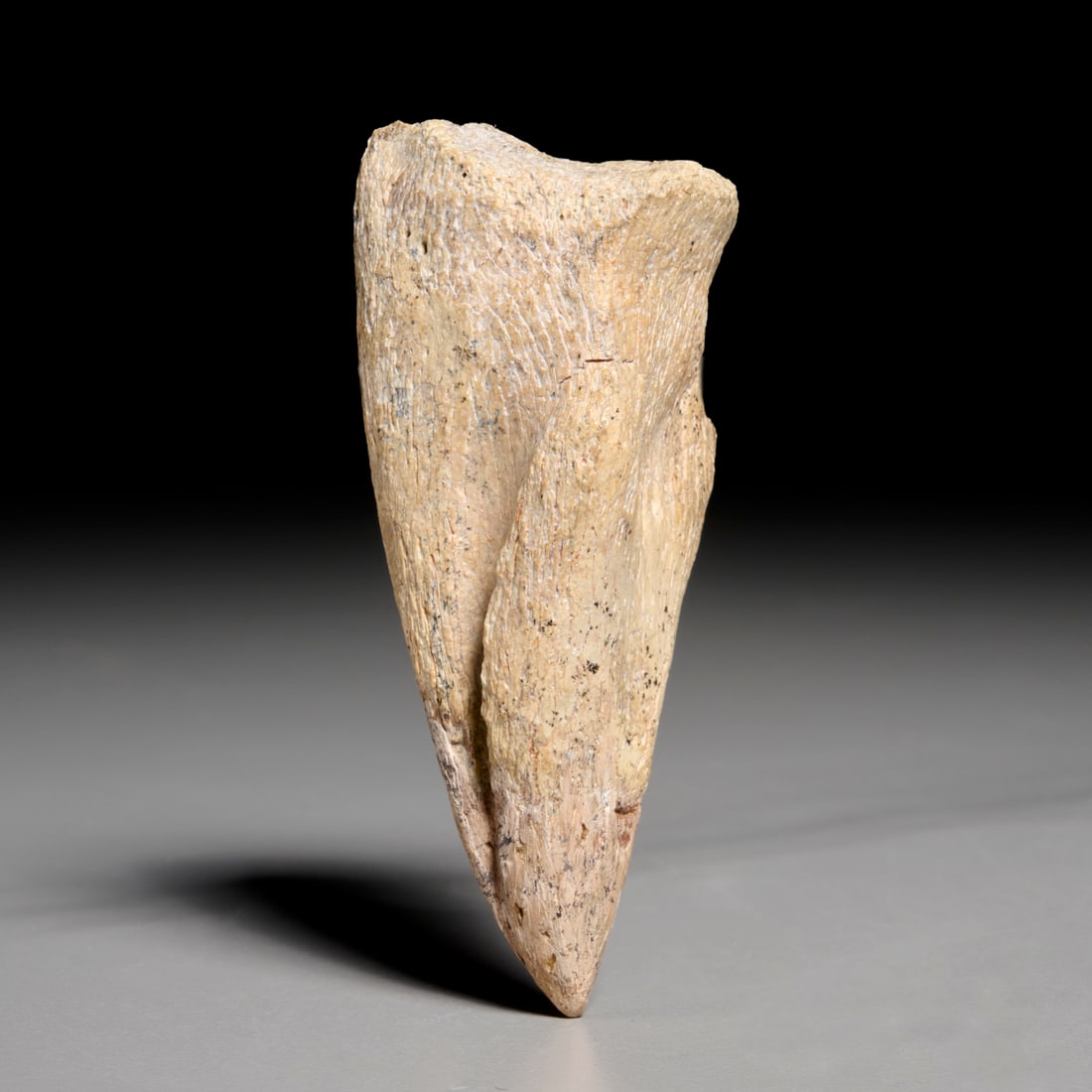 Ornithominid claw specimen: Ornithominid claw specimen, Cretaceous period, from the Hell Creek Formation, Montana, likely from a medium-sized dinosaur, incl. scan of original receipt upon sale, 2.5"h x 1.25"w Provenance: Propert