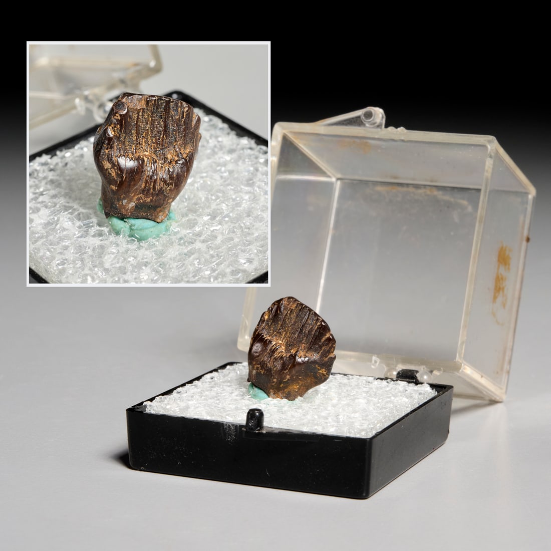 Ankylosaurus tooth (1 of 6)