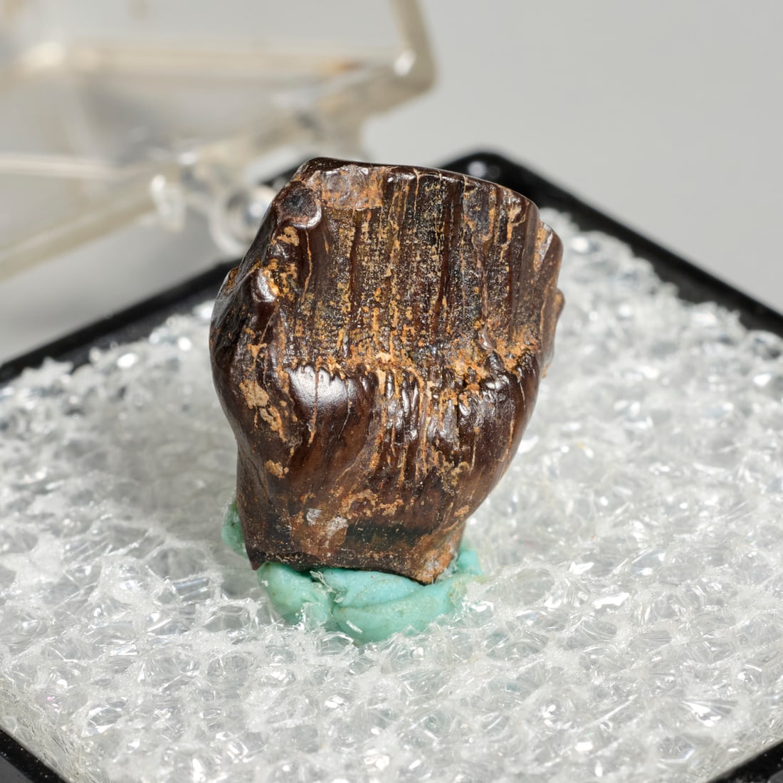 Ankylosaurus tooth - 2