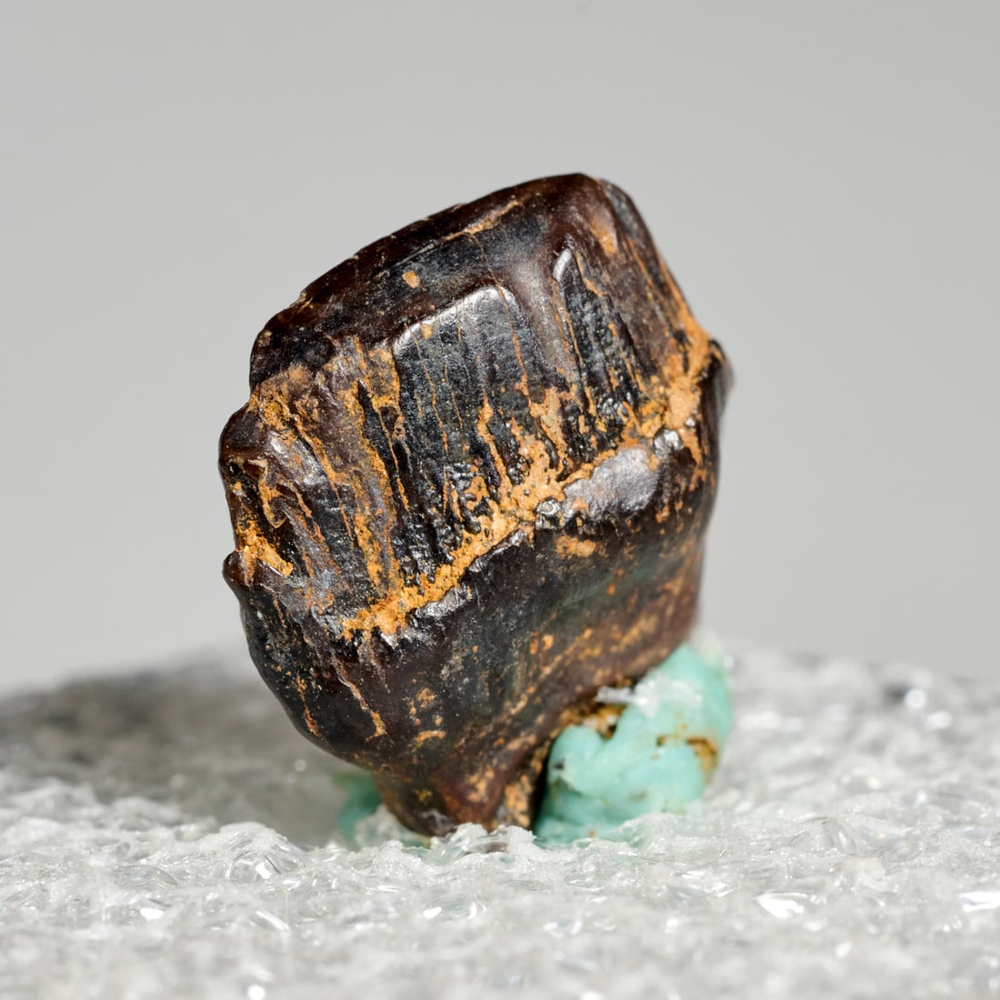 Ankylosaurus tooth - 3