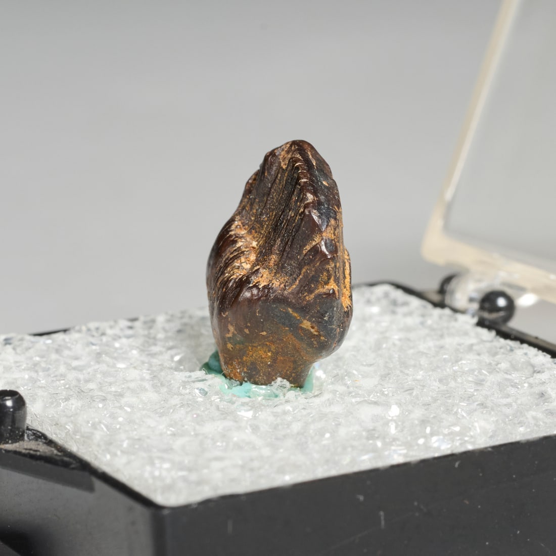 Ankylosaurus tooth - 4