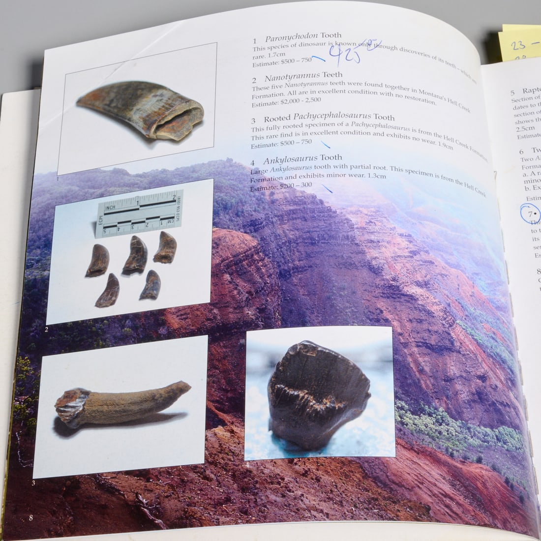 Ankylosaurus tooth - 6