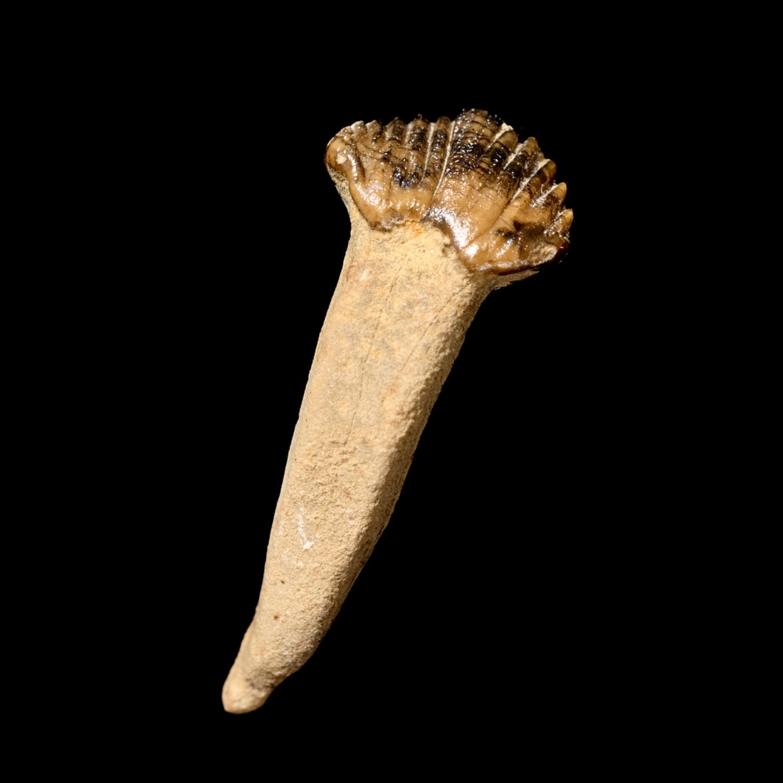 Pachycephalosaurus tooth: Pachycephalosaurus tooth, Cretaceous period, from the Hell Creek Formation, fully rooted, preserved in case, incl. scan of original receipt upon request, 0.75"l x 0.25"w (tooth), 0.75"h x 1.25"dia