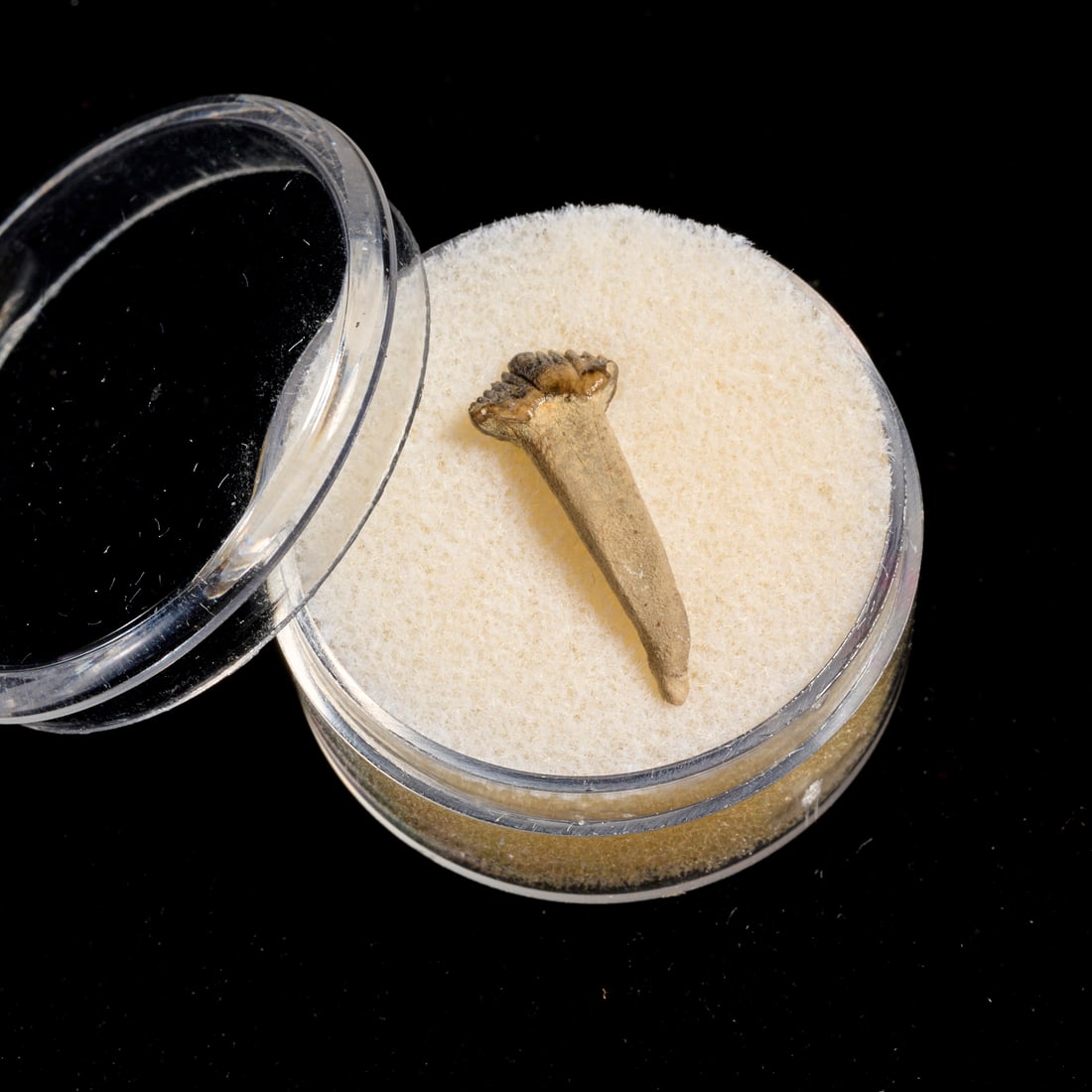 Pachycephalosaurus tooth - 2