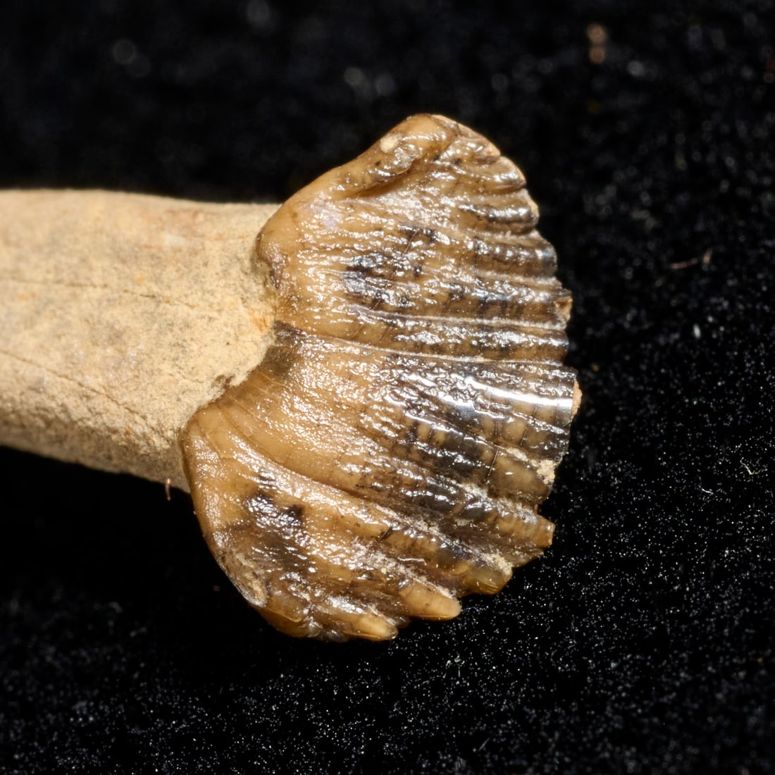 Pachycephalosaurus tooth - 3