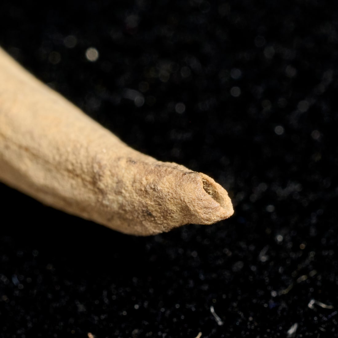 Pachycephalosaurus tooth - 4