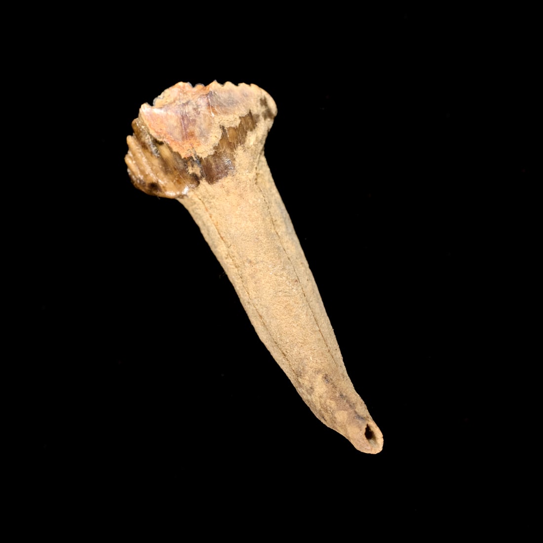 Pachycephalosaurus tooth - 5
