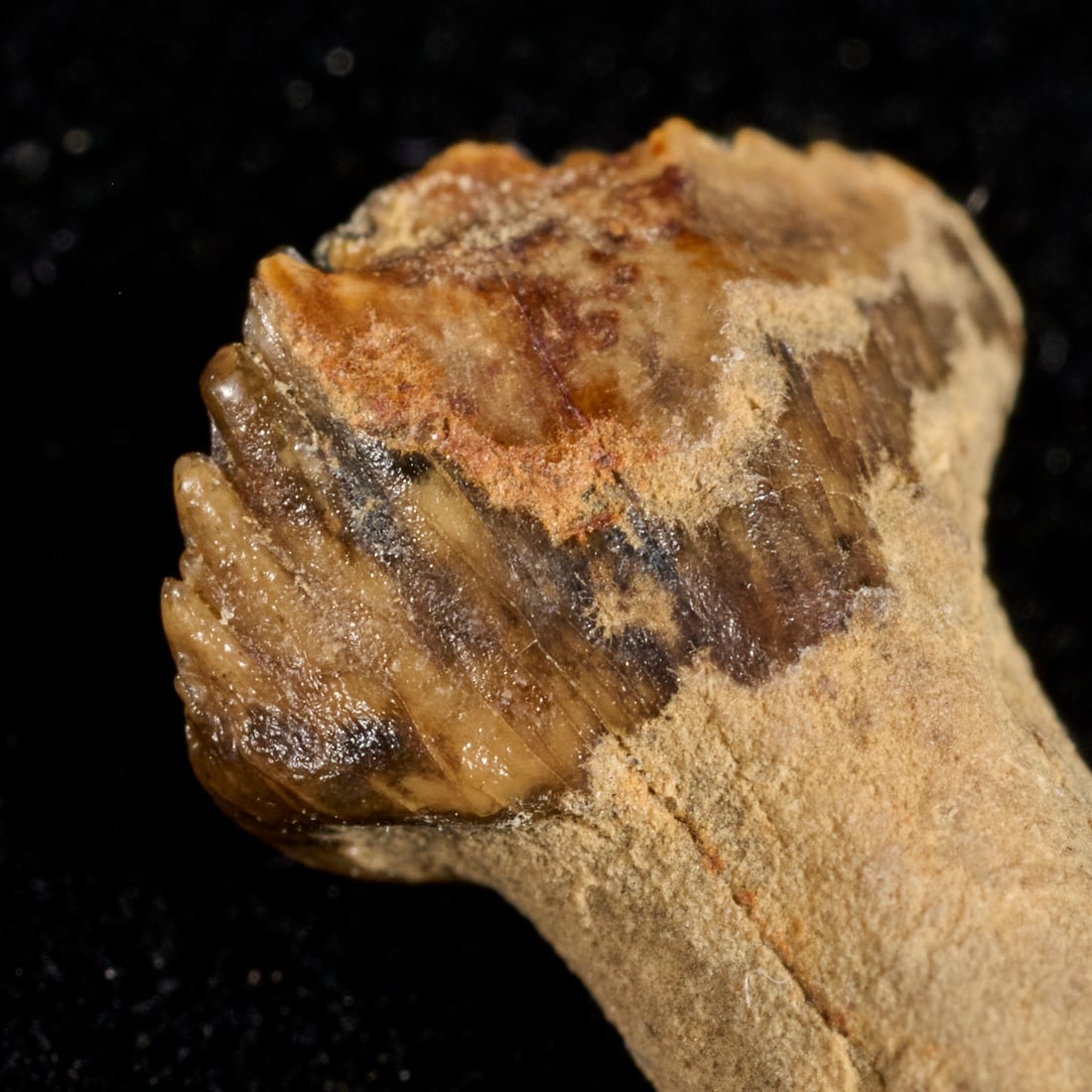 Pachycephalosaurus tooth - 6