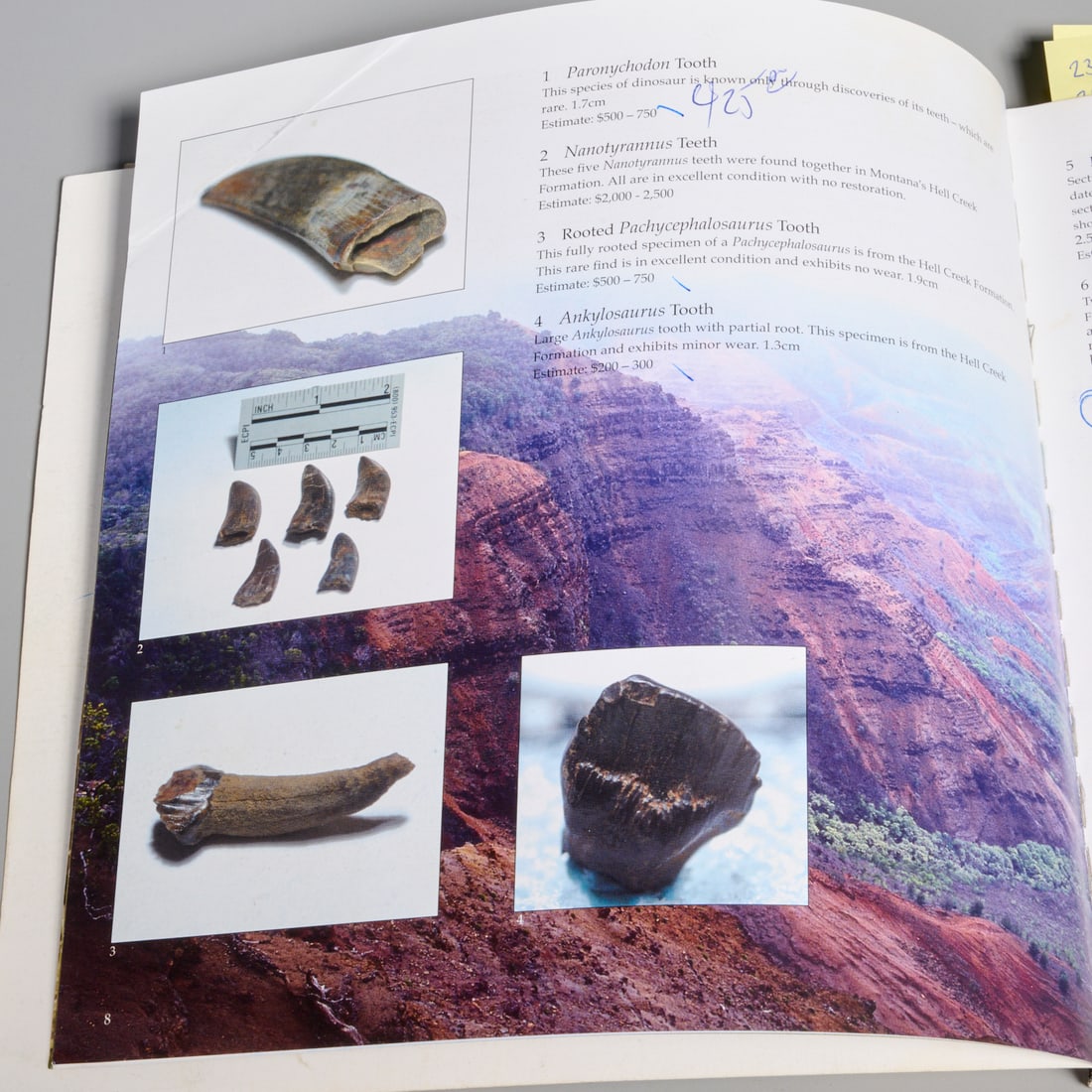 Pachycephalosaurus tooth - 7