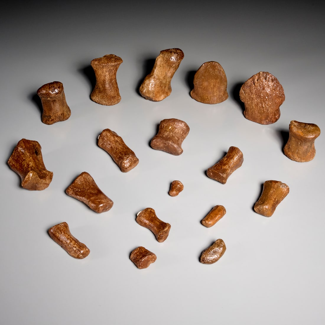 Set (18) Edmontosaurus bone specimens (1 of 9)