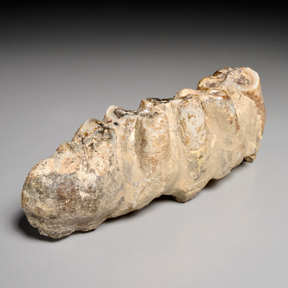 Mastodon tooth specimen (1 of 8)