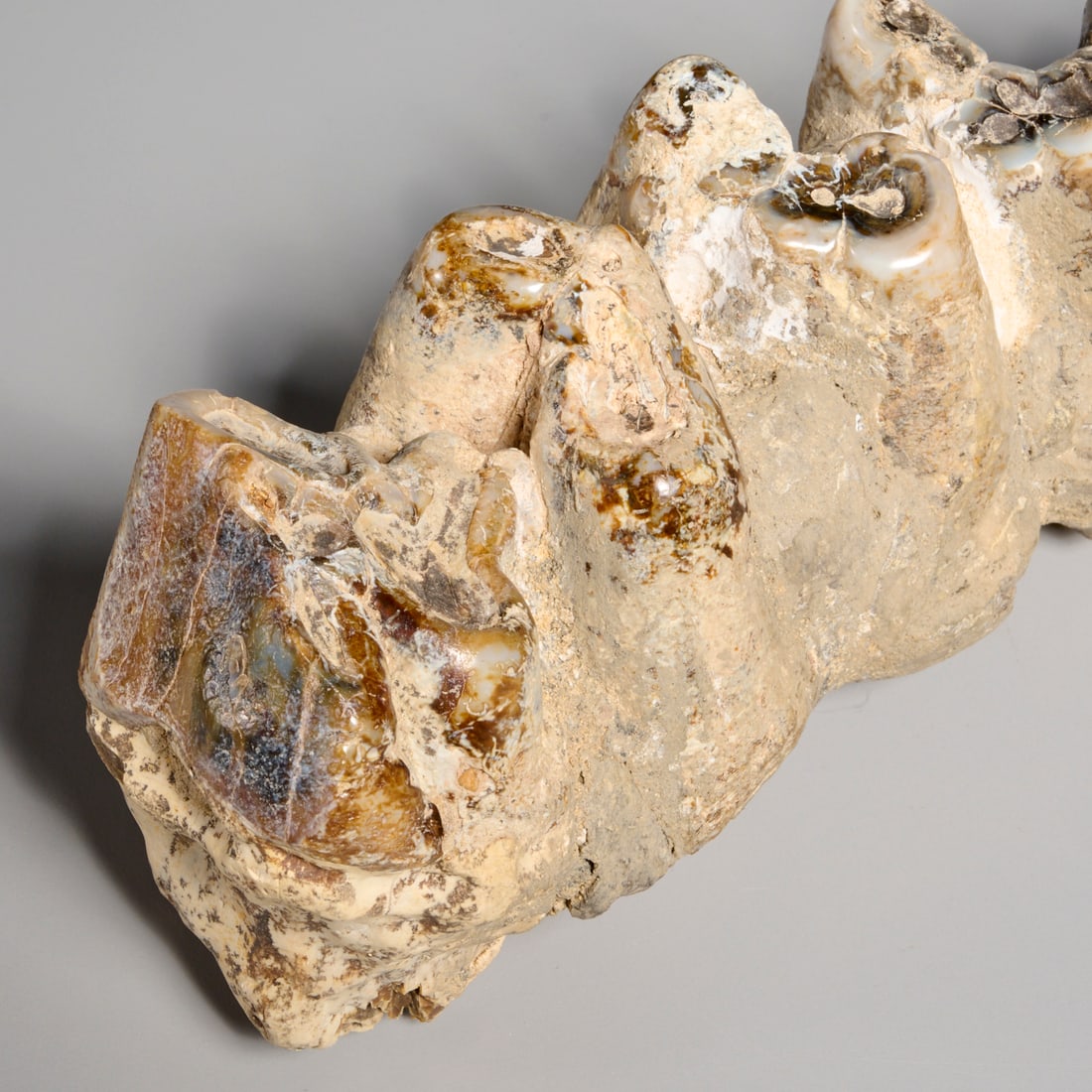 Mastodon tooth specimen - 2