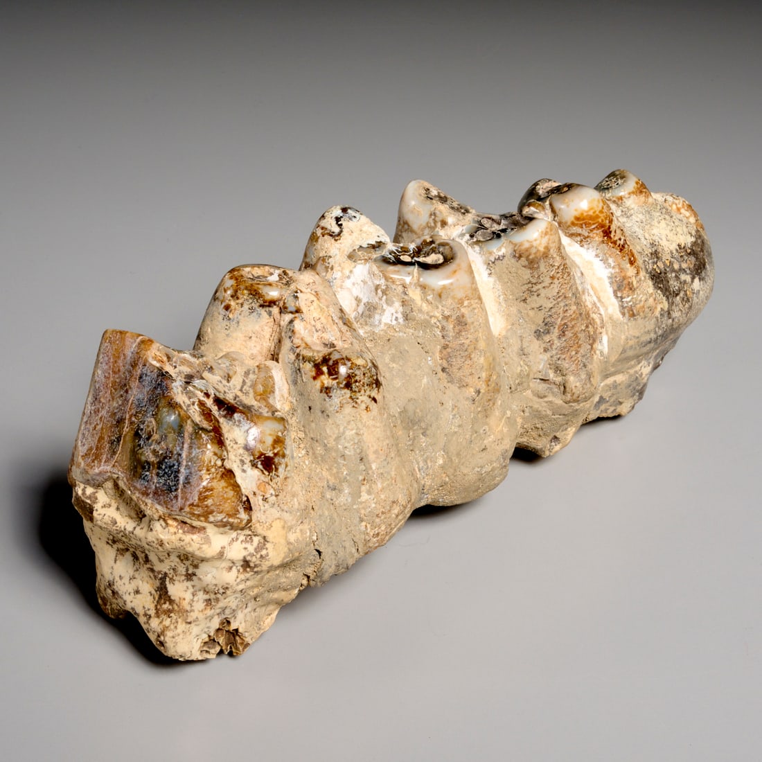 Mastodon tooth specimen - 3