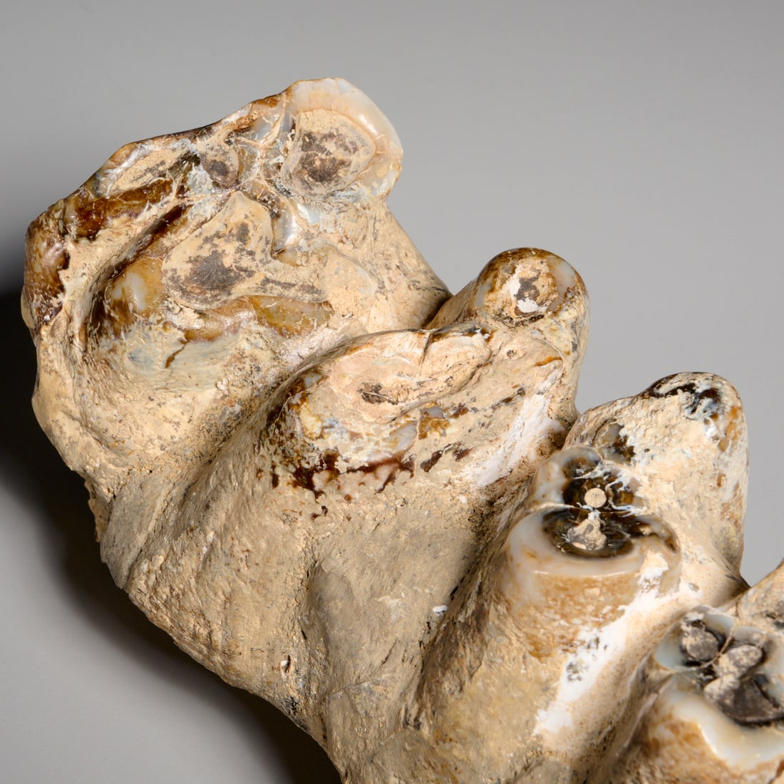 Mastodon tooth specimen - 4
