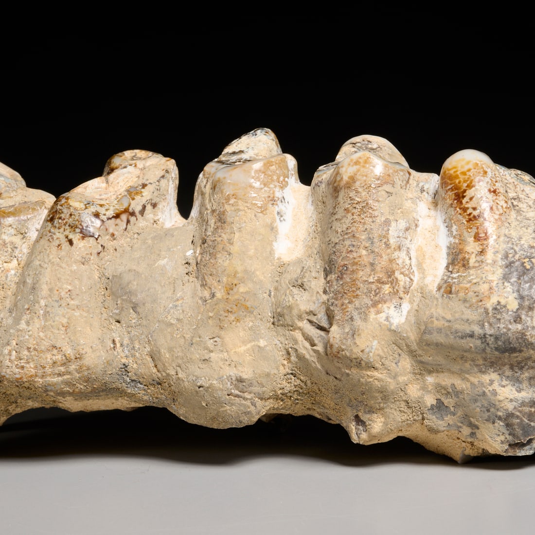 Mastodon tooth specimen - 5