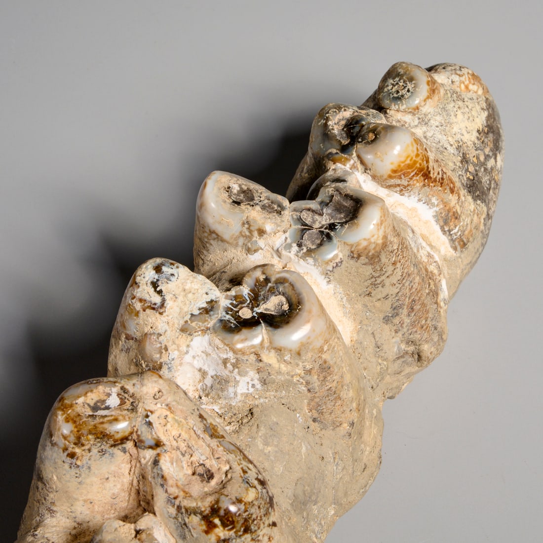 Mastodon tooth specimen - 6