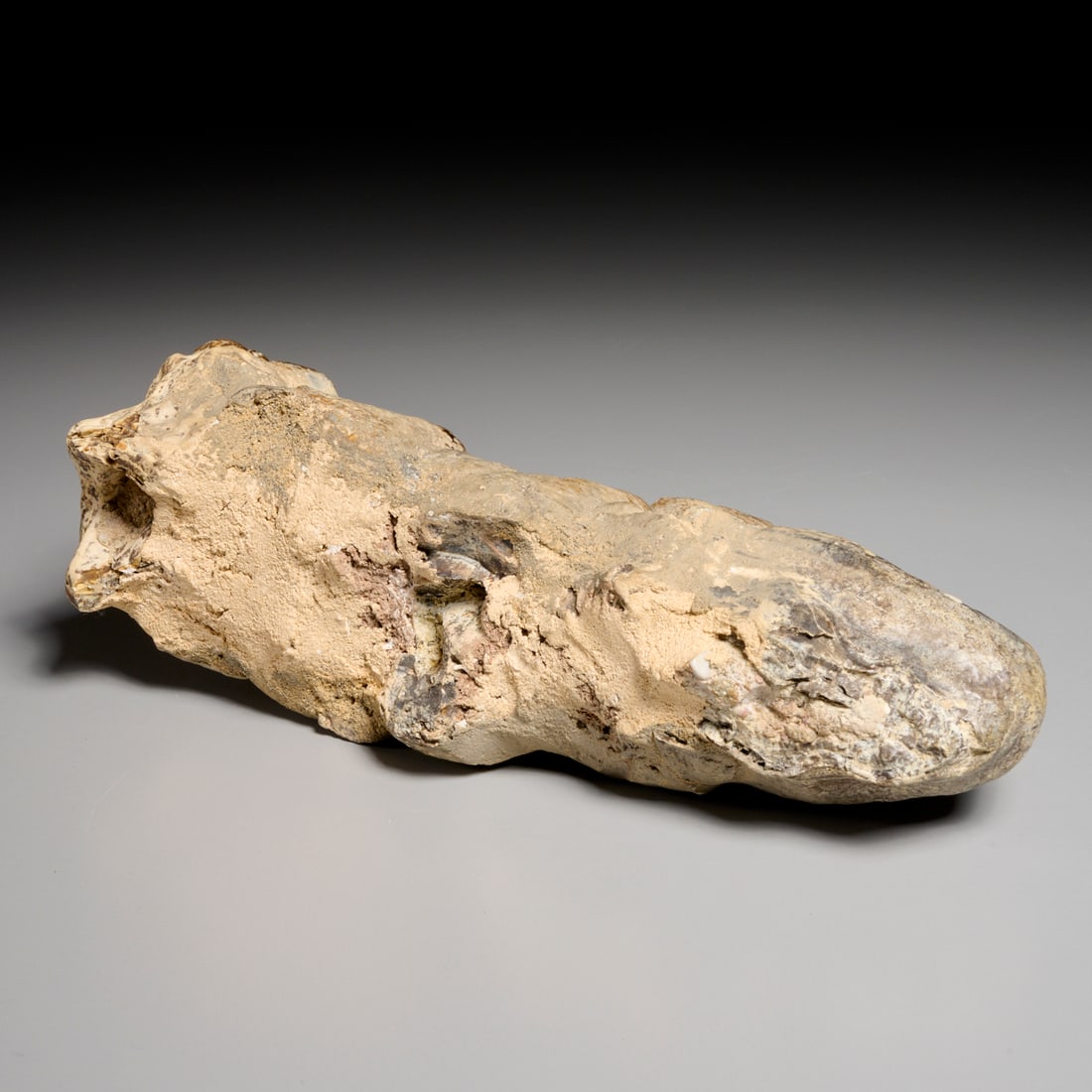 Mastodon tooth specimen - 7